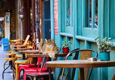 pisicile din Istanbul